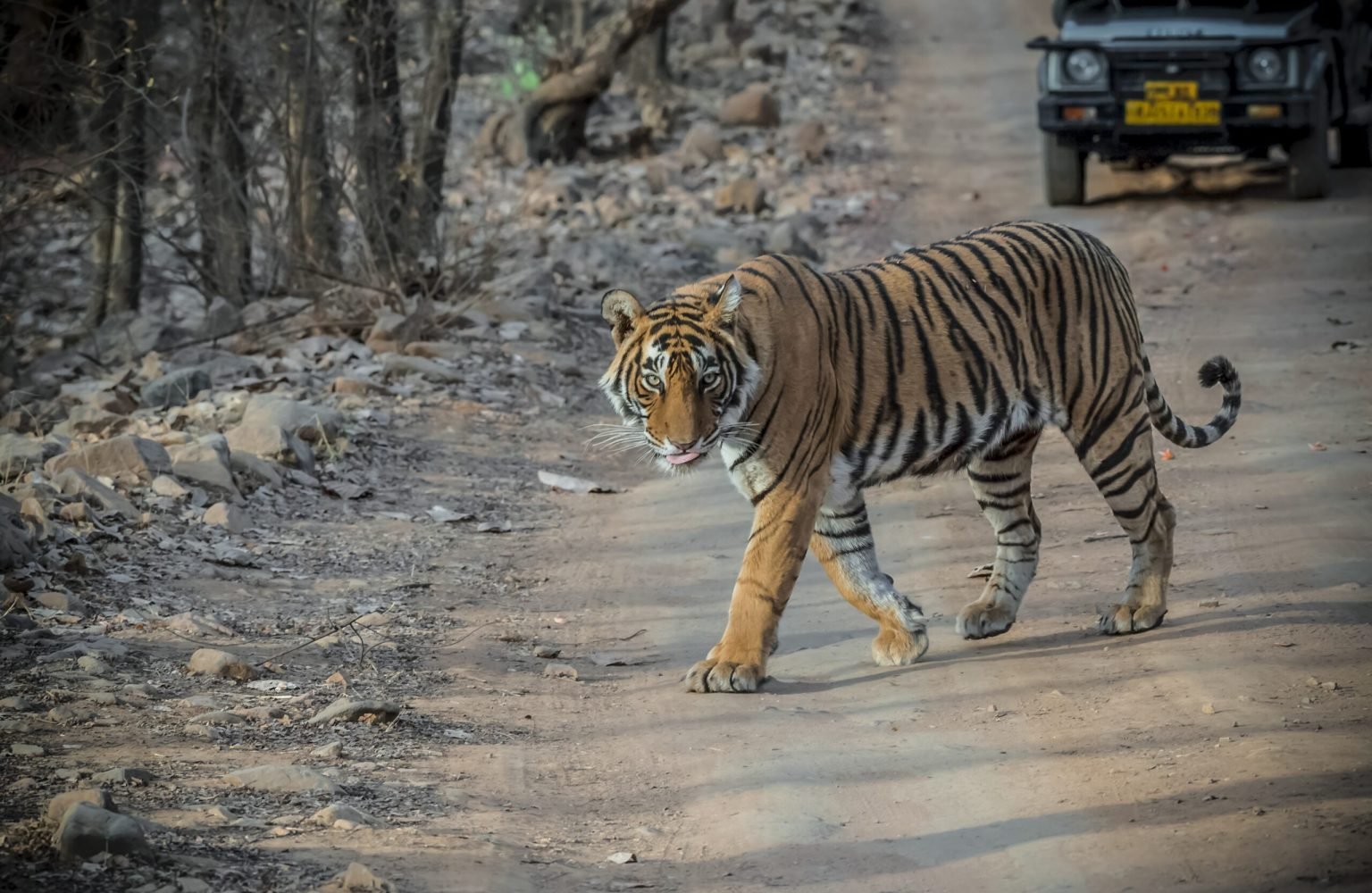 Ranthambore